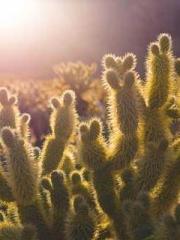 Rong Zhao, male, Nin