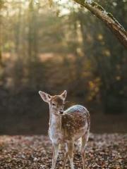 lt;Jiaping Guan Chro lt;Jiaping Guan Chro